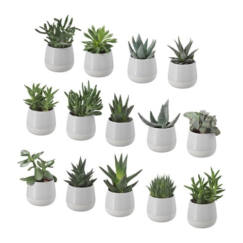 Succulent Plant With Gray Pot ($8 each)