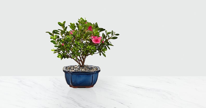 Blooming Azalea Bonsai