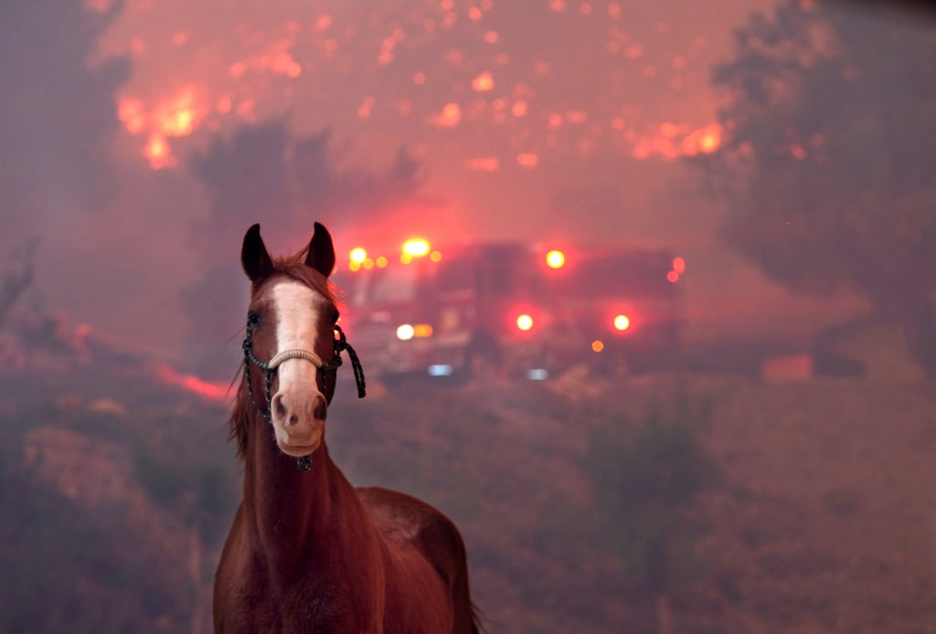 Animals Being Rescued From California Wildfires Nov. 2018