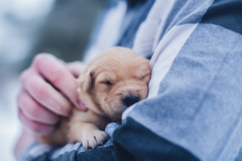 Snuggling a pet.