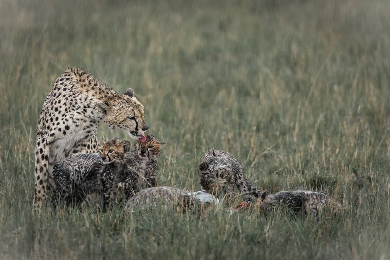 Masai Mara, Kenya