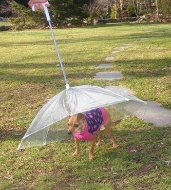 Dog Umbrella