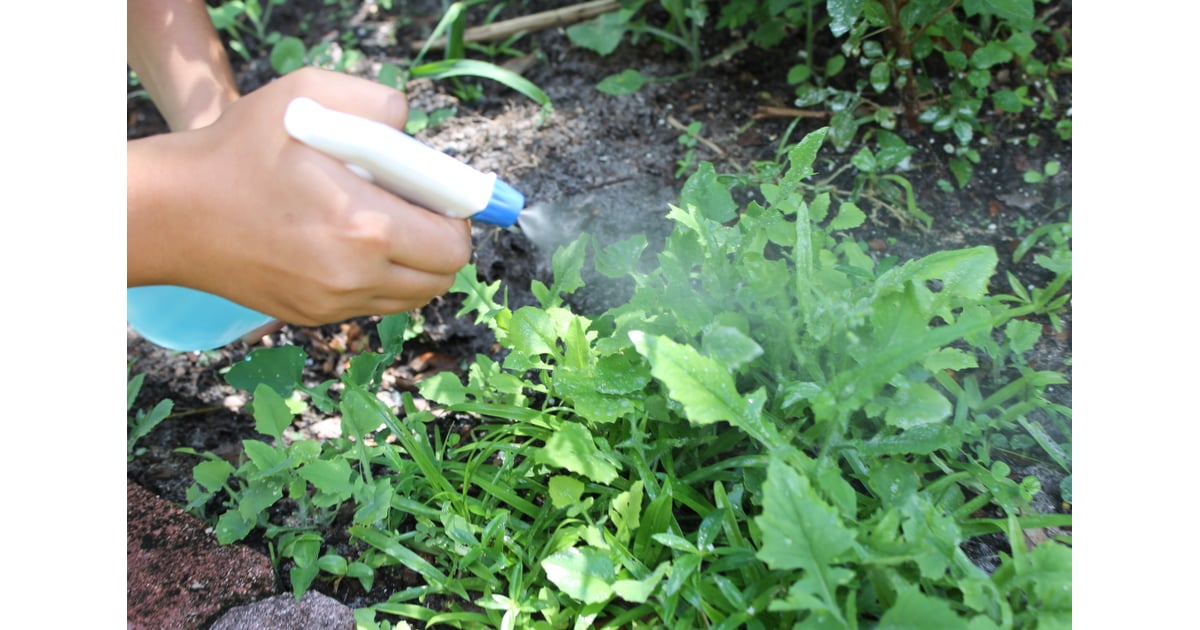 Natural Weed Killer Recipe Step Three Natural Weed Killer Recipe