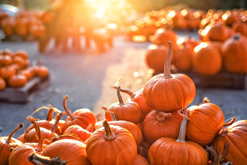 Visit a Pumpkin Patch