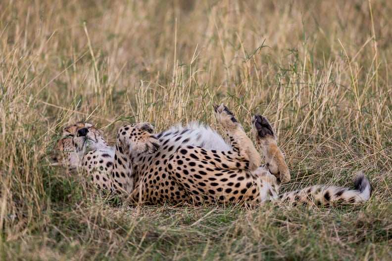 Masai Mara, Kenya