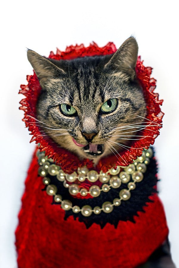 High-Fashion Cat