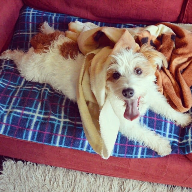 And Ginny, the happiest dog on Instagram, was, well, happy!
Source: Instagram user ginny_jrt