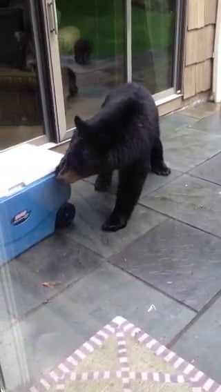Bears in New Jersey