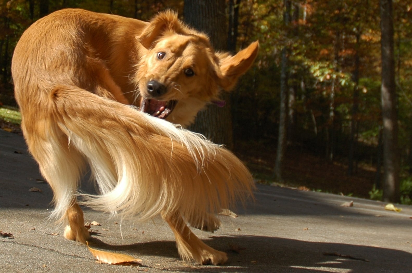 Dangerously Obsessive Dog Behaviors | PS Pets