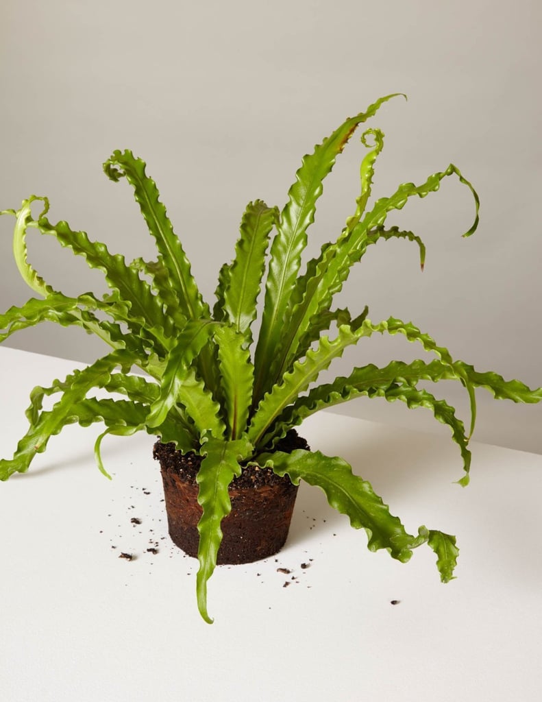 Best Houseplants For Bathrooms POPSUGAR Home