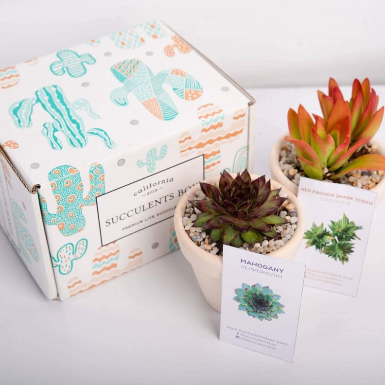 A Subscription Box For Plant Parents: Succulents Box