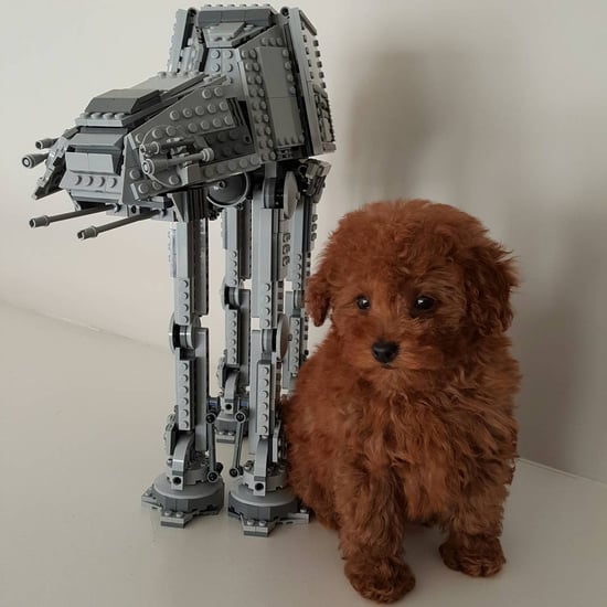 Jacob Tremblay's Dog, Rey