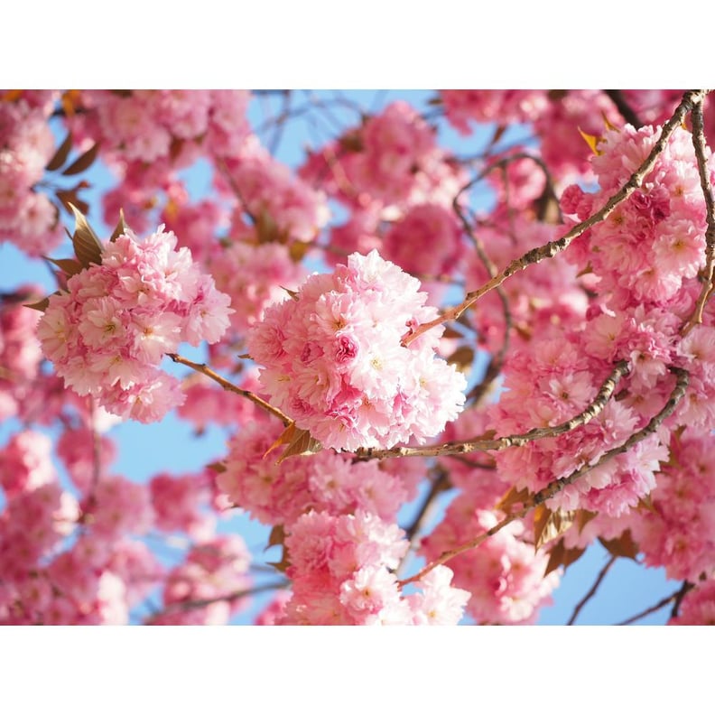 Kwanzan Cherry Blossom Tree Bare Root