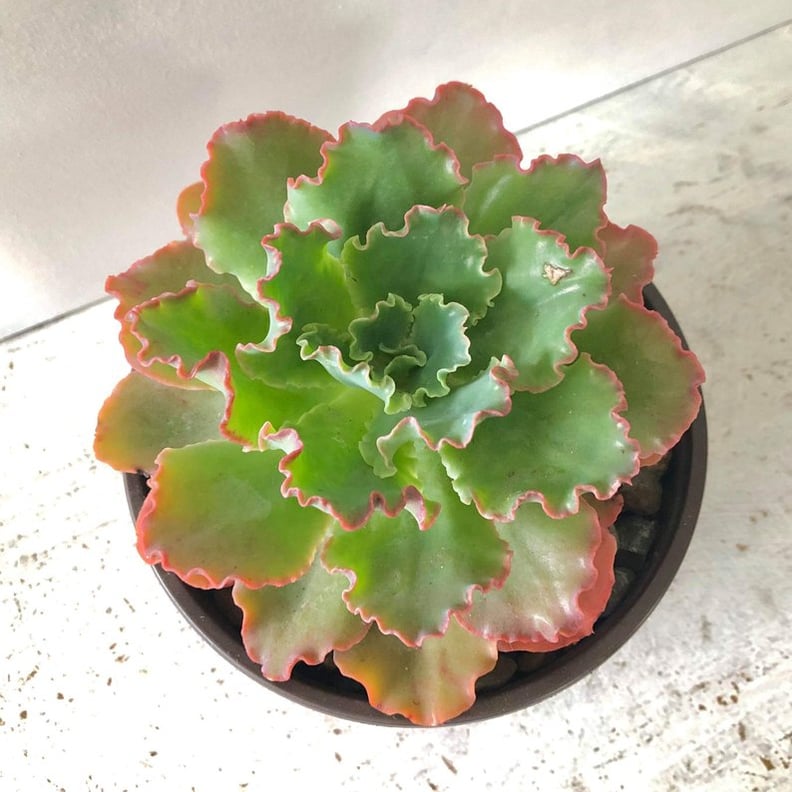 Echeveria Ruffle