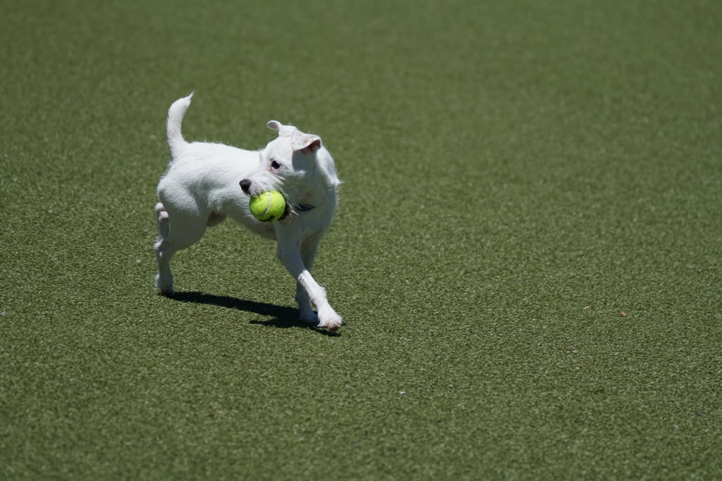 Head to the dog park.