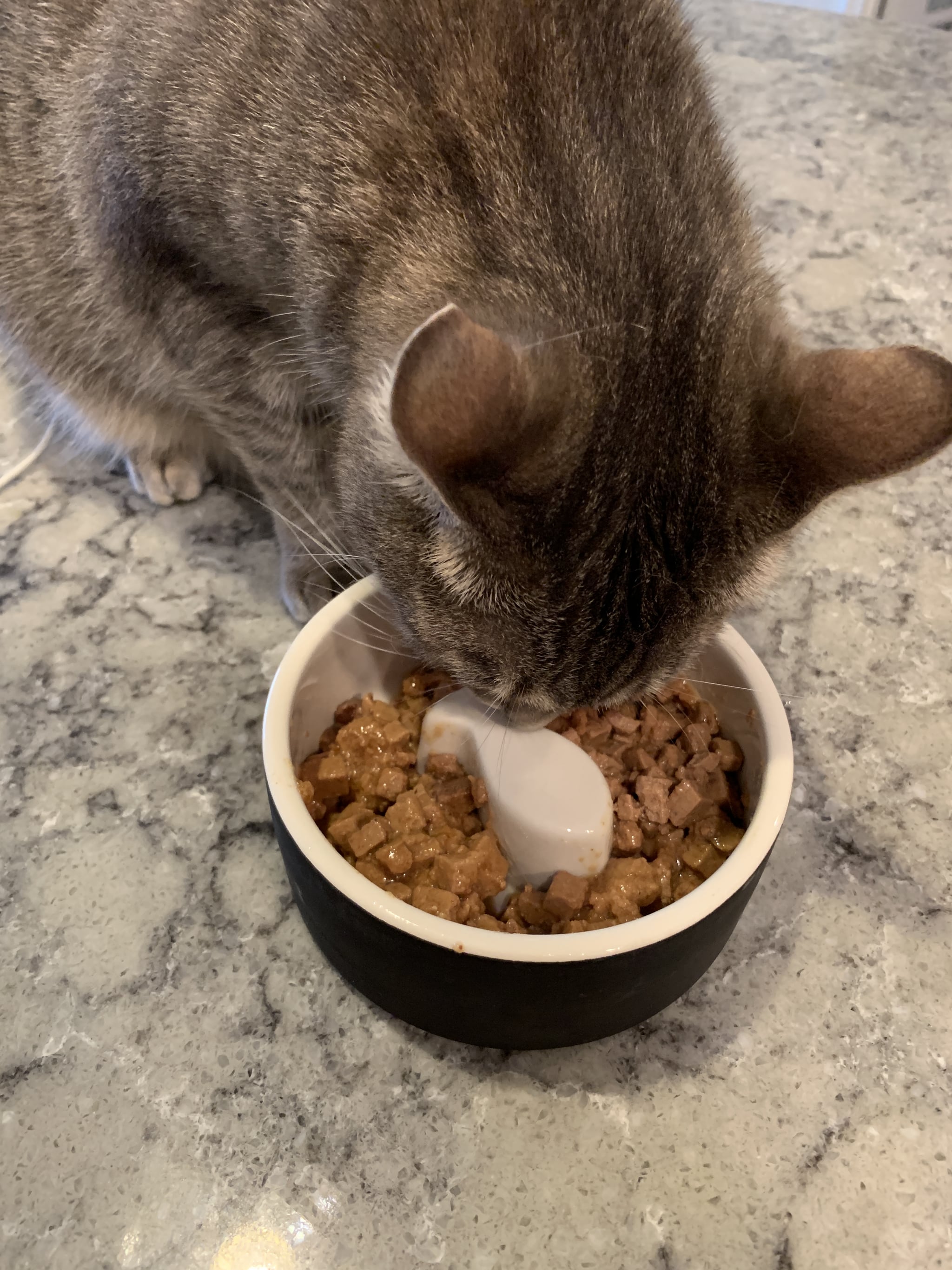 Magisso Happy Pet Project Naturally Cooling Ceramic Cat Bowl