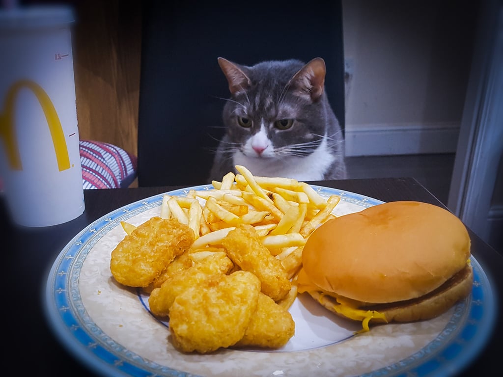 Photos of Man Eating Meals With His Cat