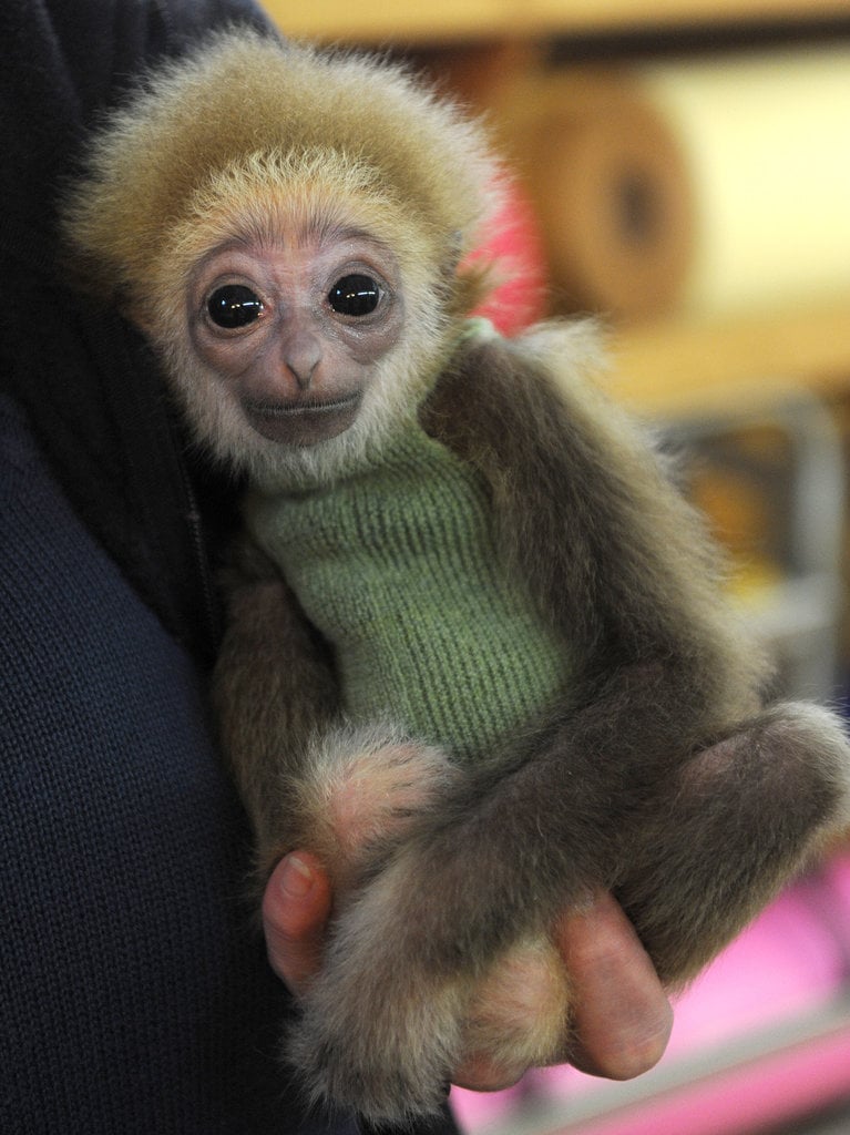 This gibbon's got knit wit.