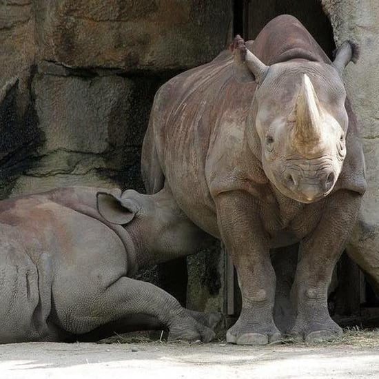 Comments on Rhino Breastfeeding at Cincinnati Zoo