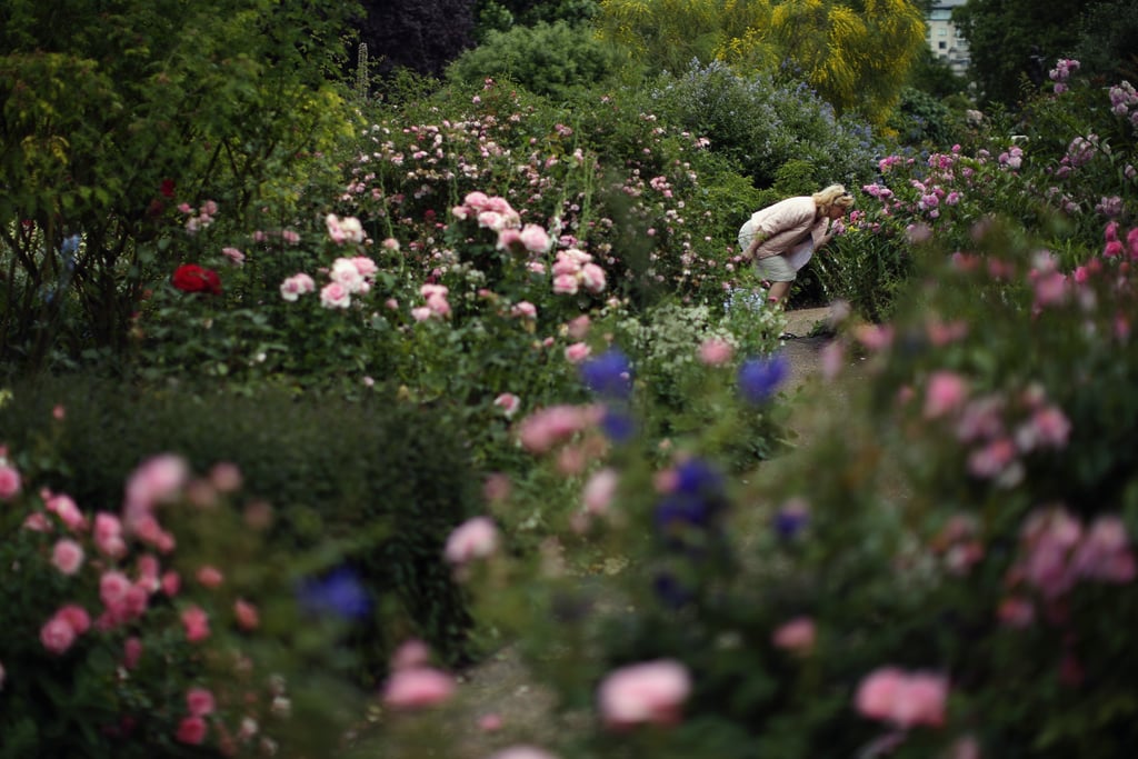 Rosy Outlook