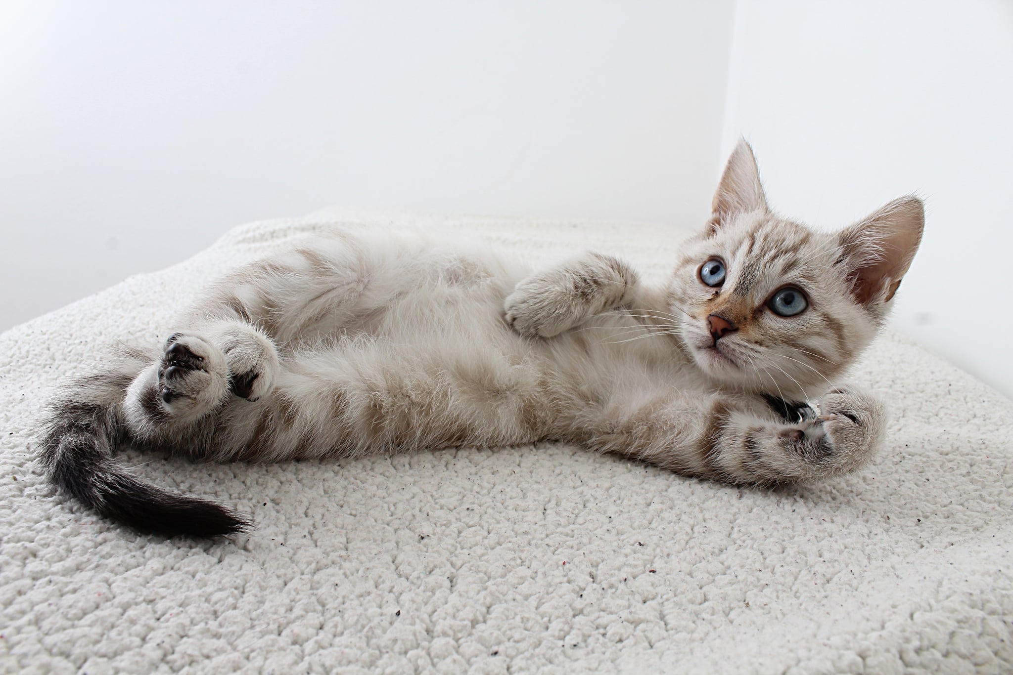 Gray Tabby Photographed by Anel Rossouw from Pexels