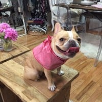 Donni Charm | Dog Scarf