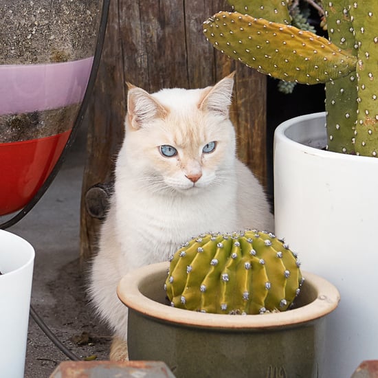 How Many Pictures Do Cat Owners Take a Day?