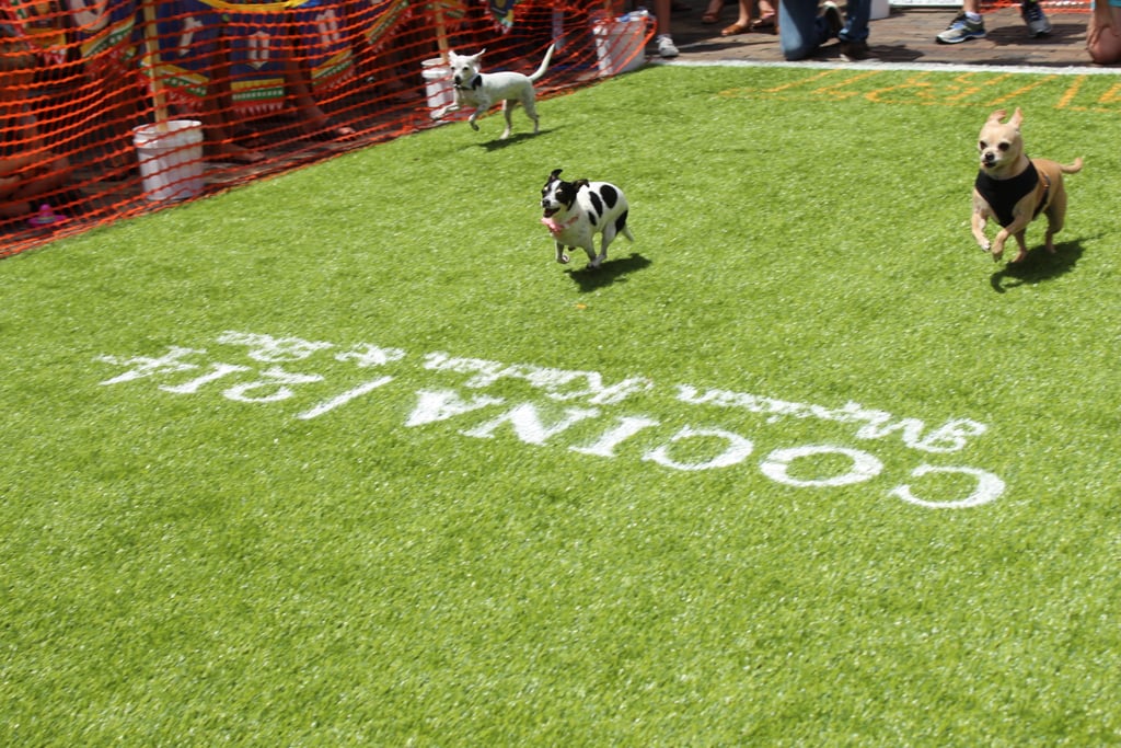 Running of the Chihuahuas in Winter Park, FL