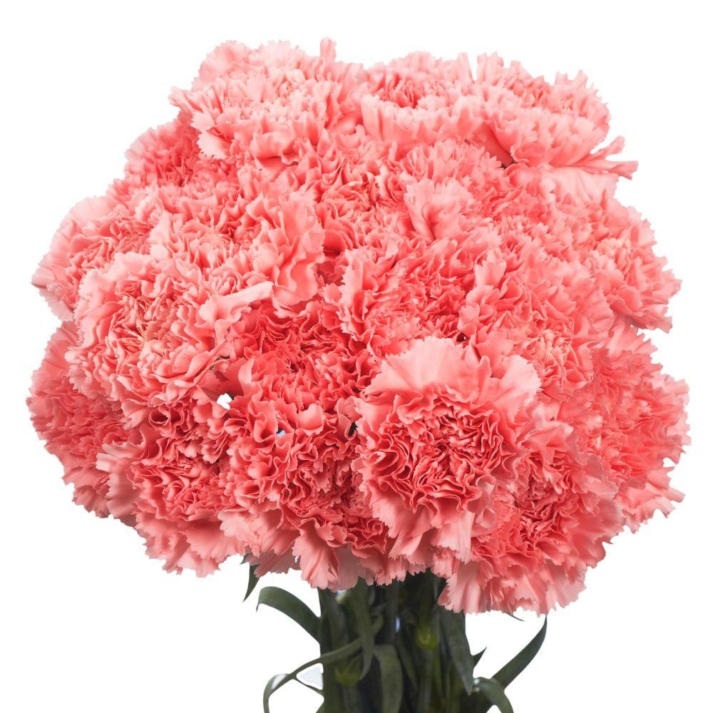 Globalrose Fresh Pink Carnations