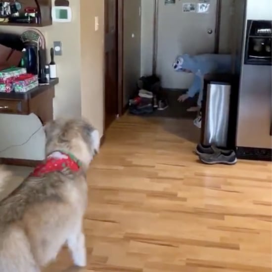 TikTok Video of Man in Onesie Scaring His Dog