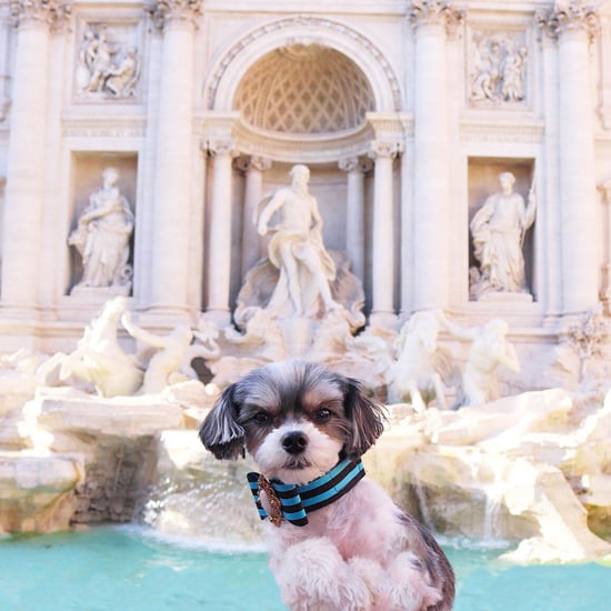 Tinkerbelle the Dog in Rome