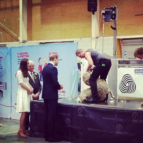 The duke and duchess watched a sheep getting sheared in Australia.
Source: Instagram user clarencehouse