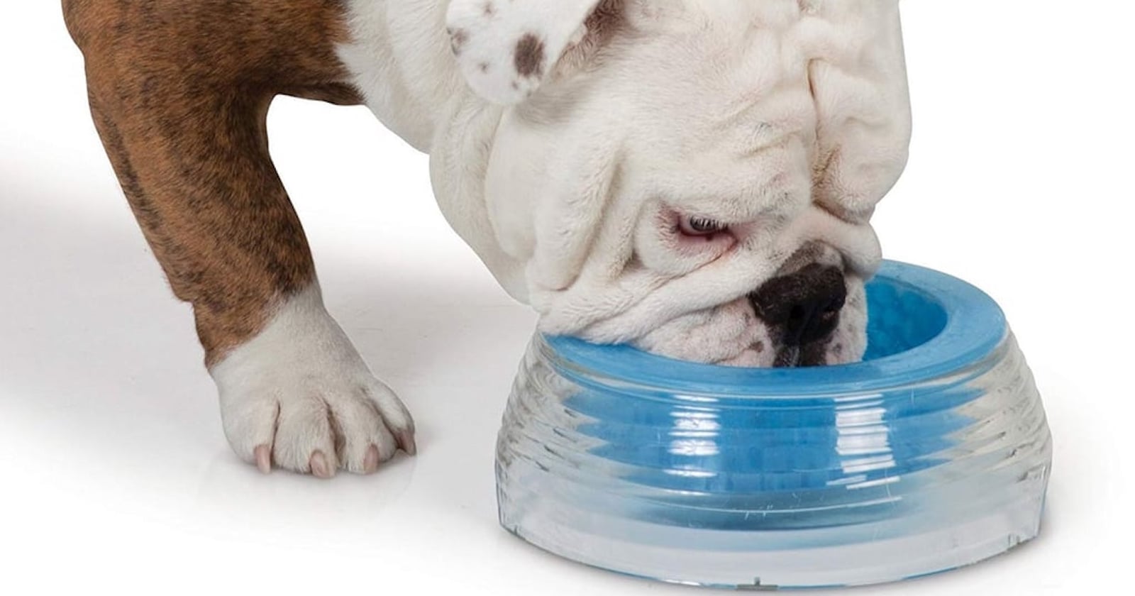 Stay cold dog water bowl sale