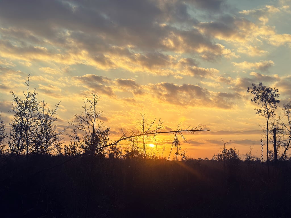 Sunrise peaking out through forest trees.