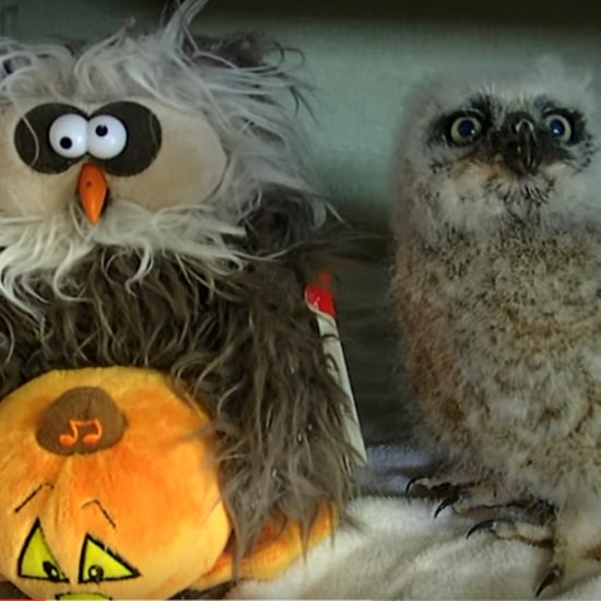Owl Imitates Stuffed Animal | Video