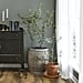 Joanna Gaines's Favorite Plants