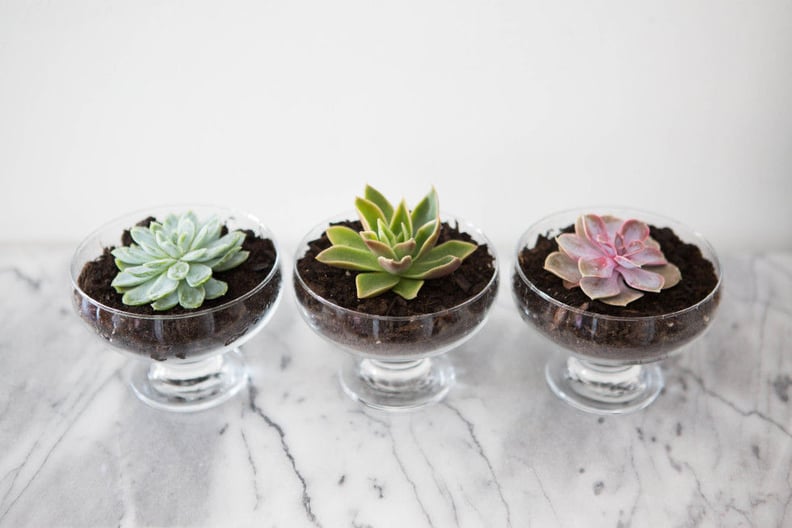 Display Succulents in Pretty Dessert Bowls