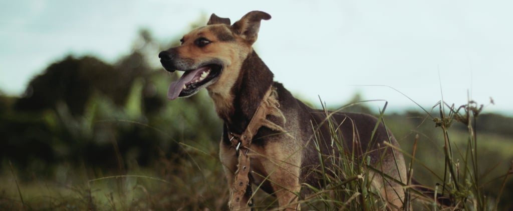 What to Do If Your Dog Food Is Recalled