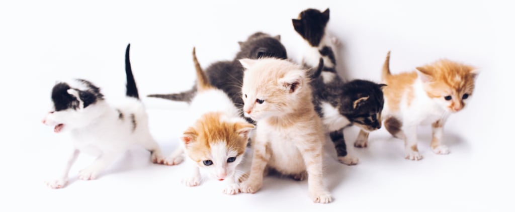 Foster a Cat and Get Free Food From Smalls For 30 Days