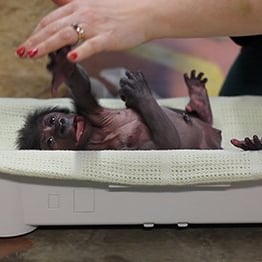 Gorilla Born by C-Section at England Zoo