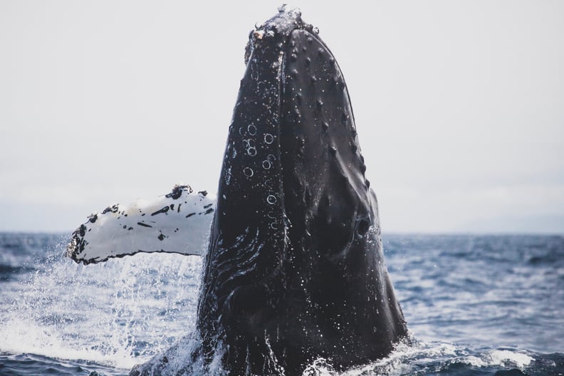 Set Sail on a Whale-Watching Tour