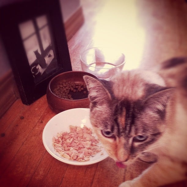 Is It OK to Feed Cats Table Scraps? POPSUGAR Pets