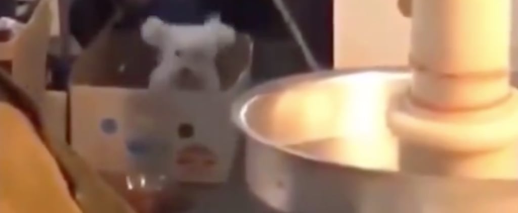 Poodle Head-Banging to 90s Hip Hop | Video