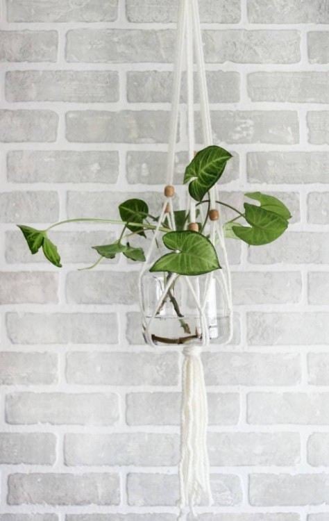 Hanging Plant Holder
