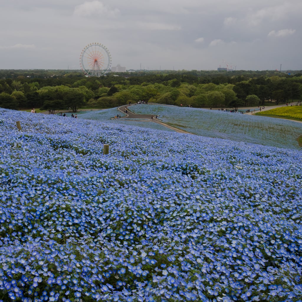 Best Places to See Spring Flowers