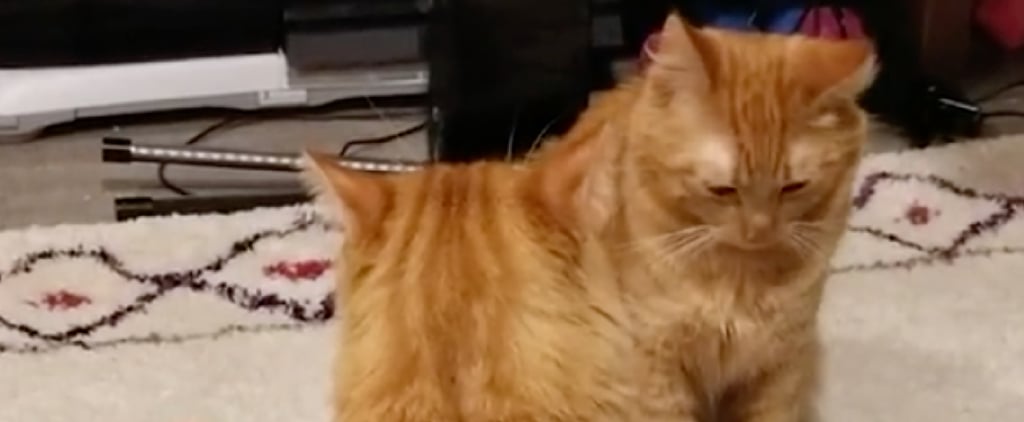 Cats Fighting to Drum-Set Scene in Step Brothers | Video