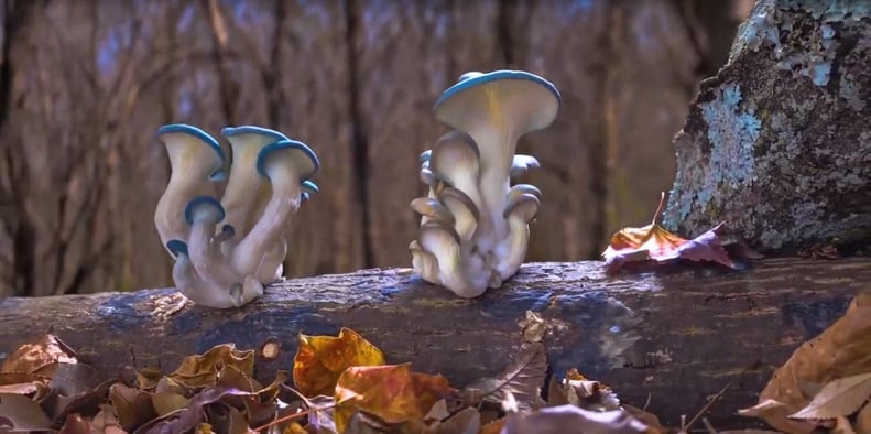 "Fantastic Fungi"
