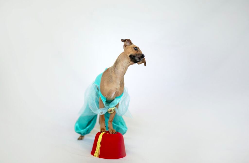 Dogs Dressed as Disney Princesses