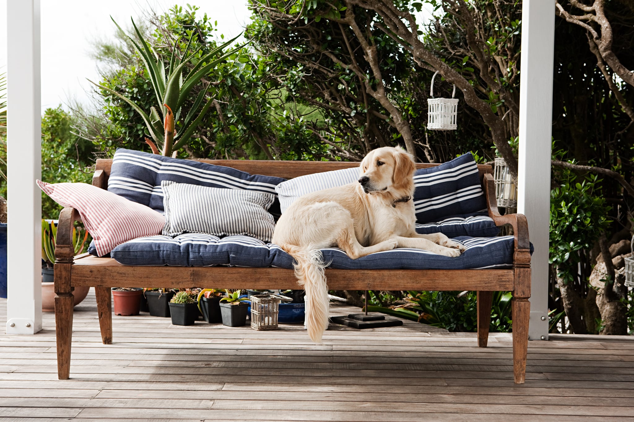 Worst dog breeds online for apartments