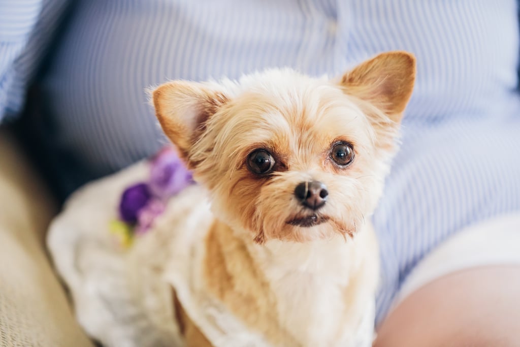 Dogs in Weddings